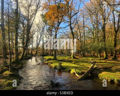 Ruisseau Ober dans le parc national de la Nouvelle forêt d'automne Banque D'Images