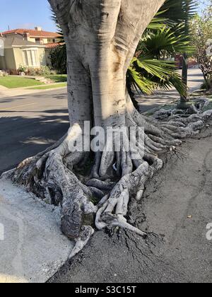 Un arbre pousse à Los Angeles, CA. Banque D'Images