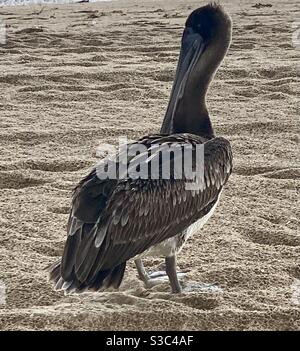 Brown Pelican sur Pompano Beach, Floride. Banque D'Images