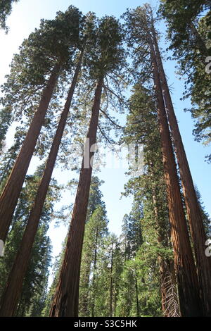 Arbres géants exceptionnellement grands dans la forêt de séquoias de Yosemite, Californie, Etats-Unis Banque D'Images