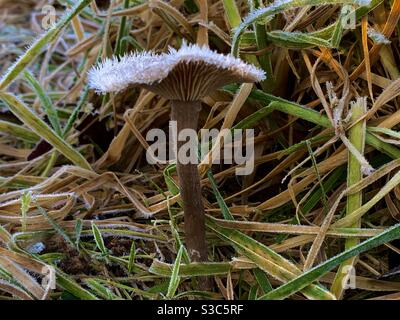 Champignons sauvages couverts de givre dans la campagne anglaise terrain herbacé dans Scène anglaise de campagne d'hiver Banque D'Images