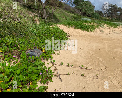 La plage en été Banque D'Images