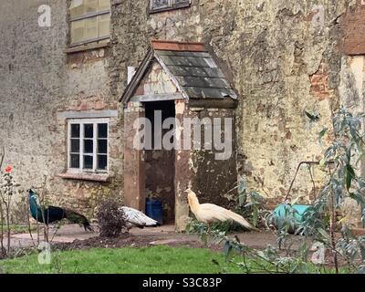 Vieux et dégéré ferme anglaise avec trois paons à l'extérieur du porche en hiver, Somerset, Angleterre Banque D'Images