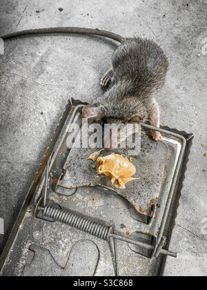 Rat mort dans piège à ressort métallique, appâtés avec du beurre d'arachide sur sol en béton. Pas de marque. Banque D'Images