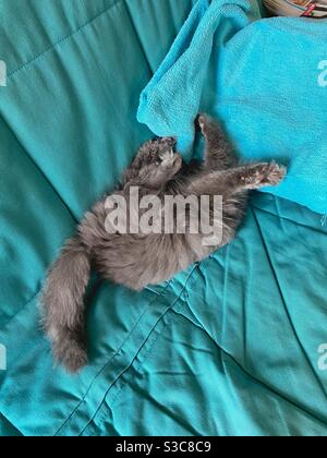 Chaton persan bleu de 3 mois couché à l'envers et cachant sa tête en jouant sur un canapé bleu. Banque D'Images