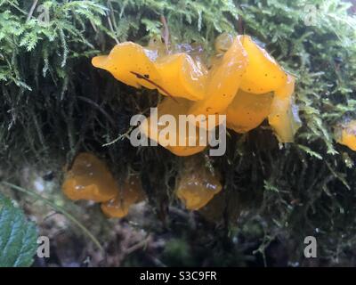 Champignons et champignons en gelée provenant d'une bûche morte de mousse dans la forêt à l'extérieur de Silverton, Oregon. Banque D'Images