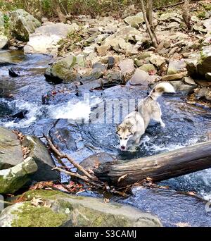 Chien esquimau traversant un ruisseau à écoulement rapide dans la forêt Banque D'Images