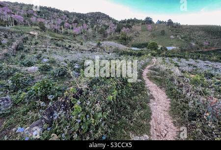Après-midi sur les Highlands, Lam Vien Da Lat Banque D'Images