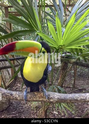 Un toucan à bec, Ramphastos sulfuratus, repose sur une perche à l'intérieur d'une enceinte de zoo. Banque D'Images