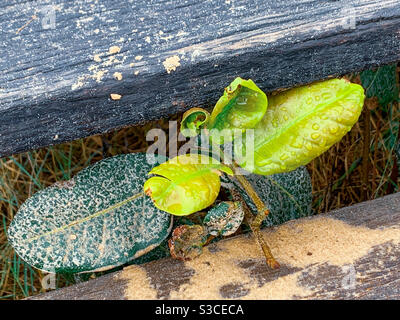 Résilience, plante aux feuilles vertes ose atteindre à travers les marches à quelques pas de la plage Banque D'Images