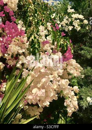 Magnifique bougainvilliers rose et pêche qui pousse parmi les feuilles de palmier Sud de la Turquie Banque D'Images