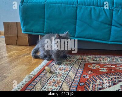 Chaton persan bleu de 3 mois avec tapis coloré, canapé et souris jouet. Banque D'Images