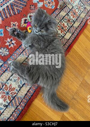 Chaton perse bleu de 3 mois jouant avec du poisson et une souris sur un tapis de laine. Banque D'Images