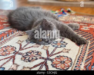 Chaton persan bleu de 4 mois couché sur un tapis de laine à motif floral. Banque D'Images