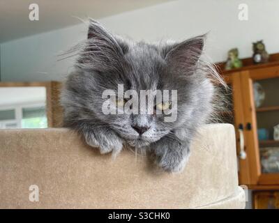 Tête de chaton persan bleu de 3 mois, en regardant vers le bas depuis le haut d'un arbre de chat. Banque D'Images