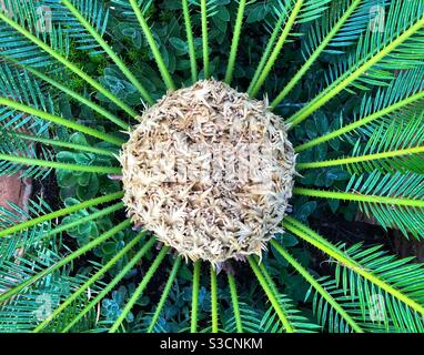 Fleur femelle sur palmier Saga (Cycas Revoluta) Banque D'Images