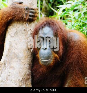 Orangutan dans le parc national de Tanjung Puting Kalimantan Indonésie Banque D'Images