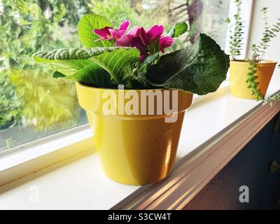 Primrose fleurs dans un pot jaune. Banque D'Images