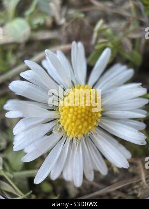 Macro Daisy Picture Banque D'Images