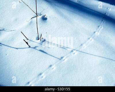 Traces et ombres de la souris sur la neige. Banque D'Images