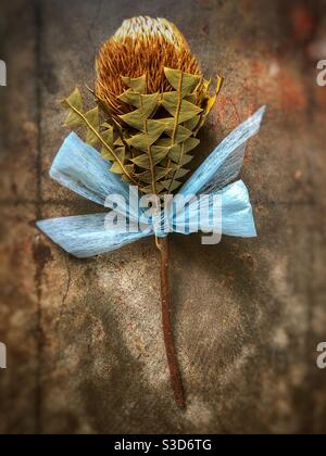 Fleur de banksia séchée avec ruban bleu Banque D'Images