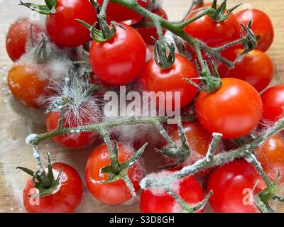 Tomates cerises recouvertes de moisissure Banque D'Images