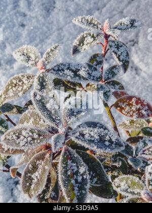 Neige sur les feuilles d'un azalée. Banque D'Images