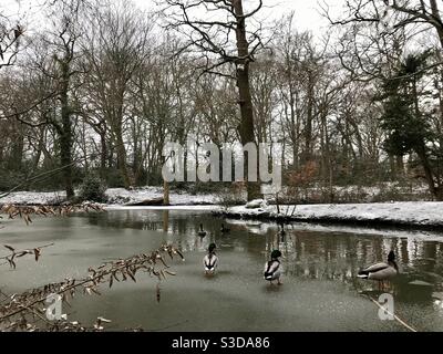 Canards sur la glace permanent Banque D'Images