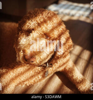 Labradoodle chien couché au sol de la salle de séjour avec le soleil du matin brillant à travers les stores de fenêtre créant des ombres sur la fourrure Banque D'Images