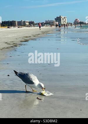 Un mouette mangeant dans un sac de pommes de terre sur la plage de St. Pete en Floride. Banque D'Images