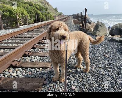 Labradoodle chien sur les pistes de train sur la plage de san Clemente Banque D'Images