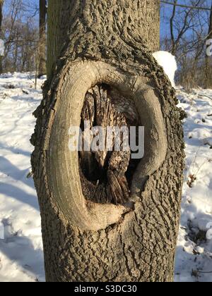 Cicatrice de tronc d'arbre après avoir coupé une branche Banque D'Images