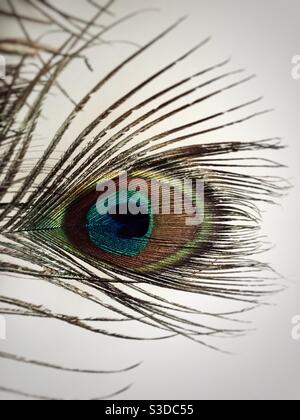 Gros plan d'une plume de paon Banque D'Images