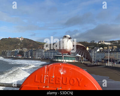 Aberystwyth, pays de Galles de l'Ouest, Royaume-Uni. Lundi 15 février 2021. Météo : un jour ensoleillé et le petit mouette voulait ramer ses ailes à Aberystwyth. Crédit photo ©️Rose Voon / Alamy Live News. Banque D'Images