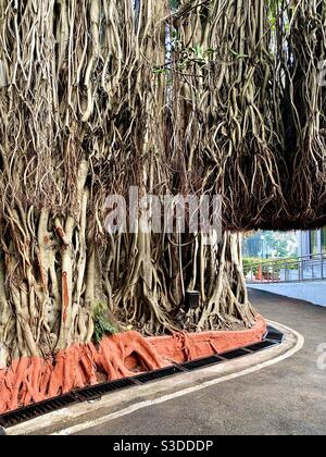 Racines aériennes d'un vieux banyan Tree de Pune, Maharastra, Inde Banque D'Images