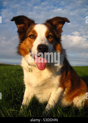 Border Collie, trois couleurs, s'assit sur l'herbe Banque D'Images