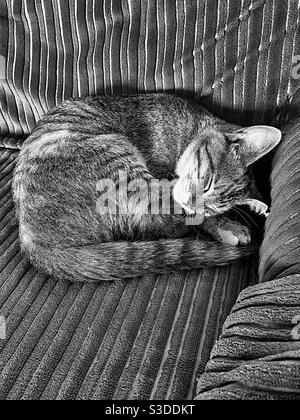 Chat, dormant sur chaise, en noir et blanc Banque D'Images