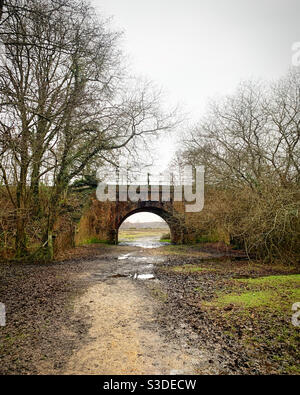 Scène forestière, pont ferroviaire Banque D'Images