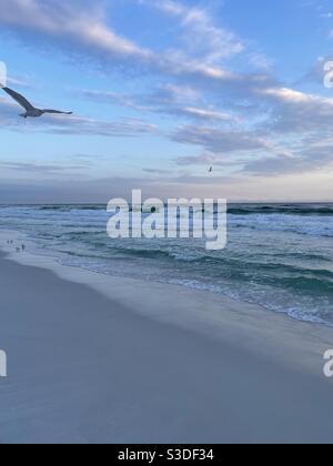 Mouette à bord avec coucher de soleil en fin de soirée sur la plage de Floride Banque D'Images