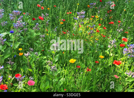 La plante de jardin de fleurs sauvages est cultivée pour encourager les pollinisateurs tels que les abeilles et les papillons. Worcestershire, Angleterre. Banque D'Images