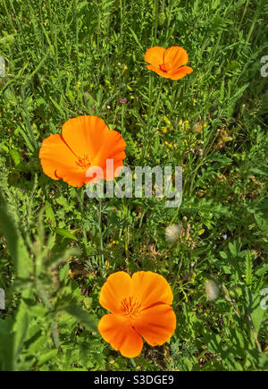 Plante de jardin de fleurs sauvages, en cours de croissance pour encourager les pollinisateurs. Worcestershire, Angleterre. Banque D'Images