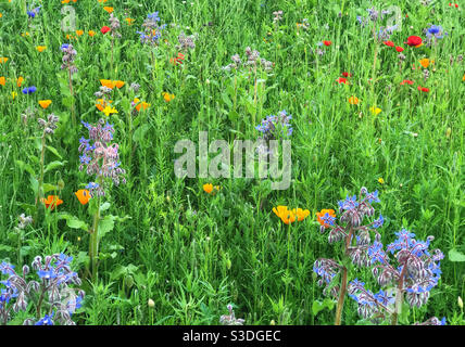 Plante de jardin de fleurs sauvages, en cours de croissance pour encourager les pollinisateurs. Worcestershire, Angleterre. Banque D'Images