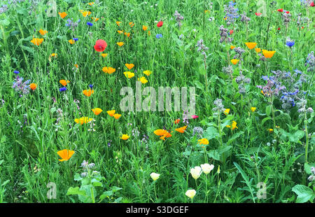 Plante de jardin de fleurs sauvages, en cours de croissance pour encourager les pollinisateurs. Worcestershire, Angleterre. Banque D'Images