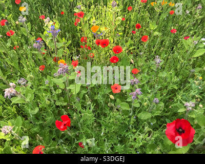 La plante de fleurs sauvages est cultivée pour encourager les pollinisateurs. Worcestershire, Angleterre. Banque D'Images