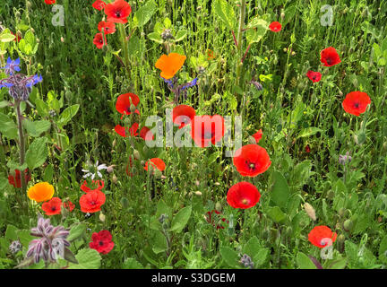 Plante de jardin de fleurs sauvages en cours de croissance pour encourager les pollinisateurs. Worcestershire, Angleterre. Banque D'Images