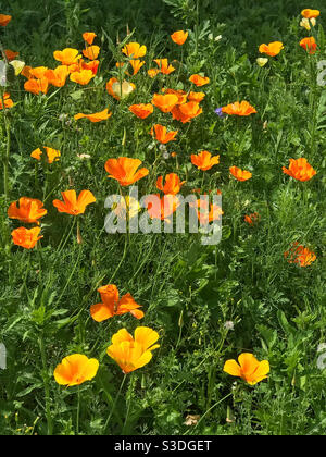 Plante de jardin de fleurs sauvages en cours de croissance pour encourager les pollinisateurs. Worcestershire, Angleterre. Banque D'Images