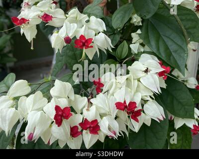 Belles fleurs de coeur de saignement Banque D'Images