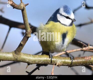 Bluetit sur une branche Banque D'Images