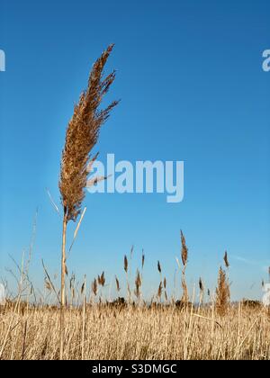 Gros plan d'une tête de roseau commune, également connue sous son nom latin, Phragmites Australis, dans un grand lit reedbed contre un ciel bleu clair. Banque D'Images