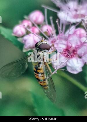 Survol de la mouche se nourrissant sur le nectar de fleurs roses Banque D'Images